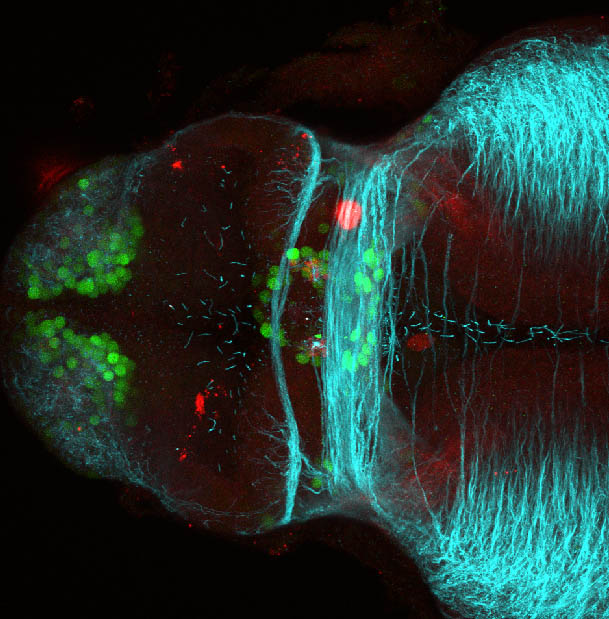 48hpf dorsal GABA(green), Tubulin(cyan) and SV2(red)