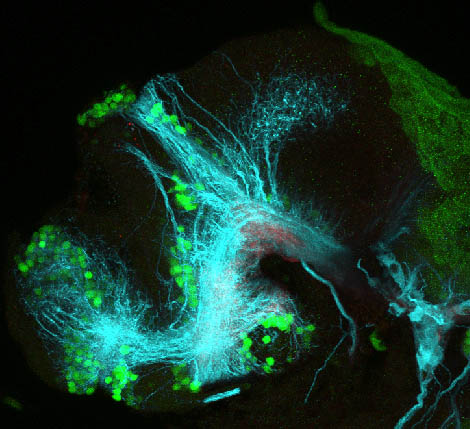 48hpf lateral GABA(green), Tubulin(cyan) and SV2(red)