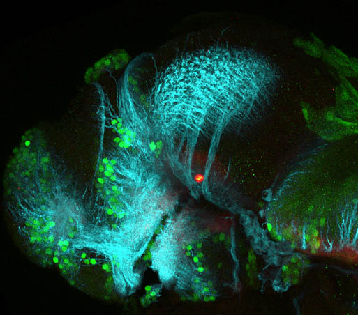 48hpf lateral GABA(green), Tubulin(cyan) and SV2(red)