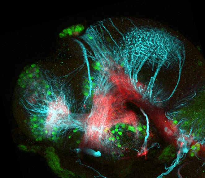 48hpf lateral GABA(green), Tubulin(cyan) and SV2(red)