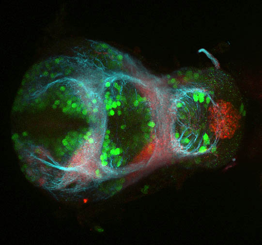 48hpf ventral GABA(green), Tubulin(cyan) and SV2(red)