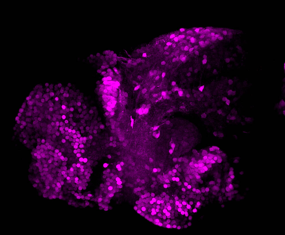 3dpf GABA lateral