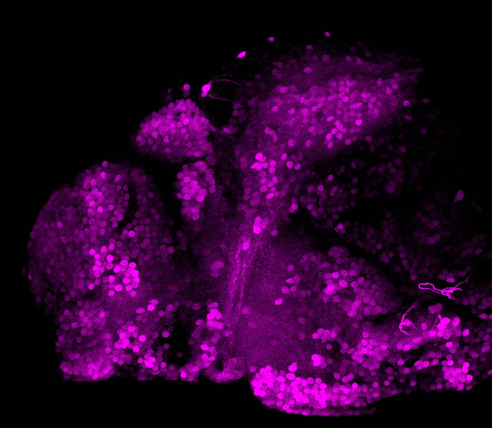 3dpf GABA lateral