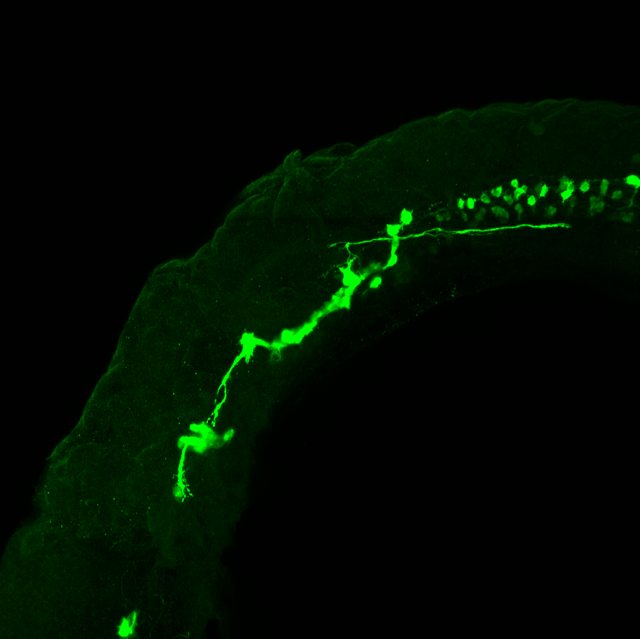 isl1 lateral 1dpf spinal cord