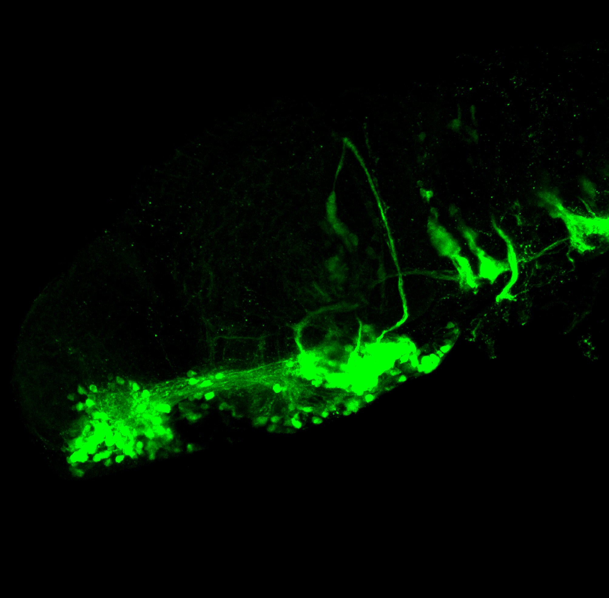 isl1 lateral 3dpf