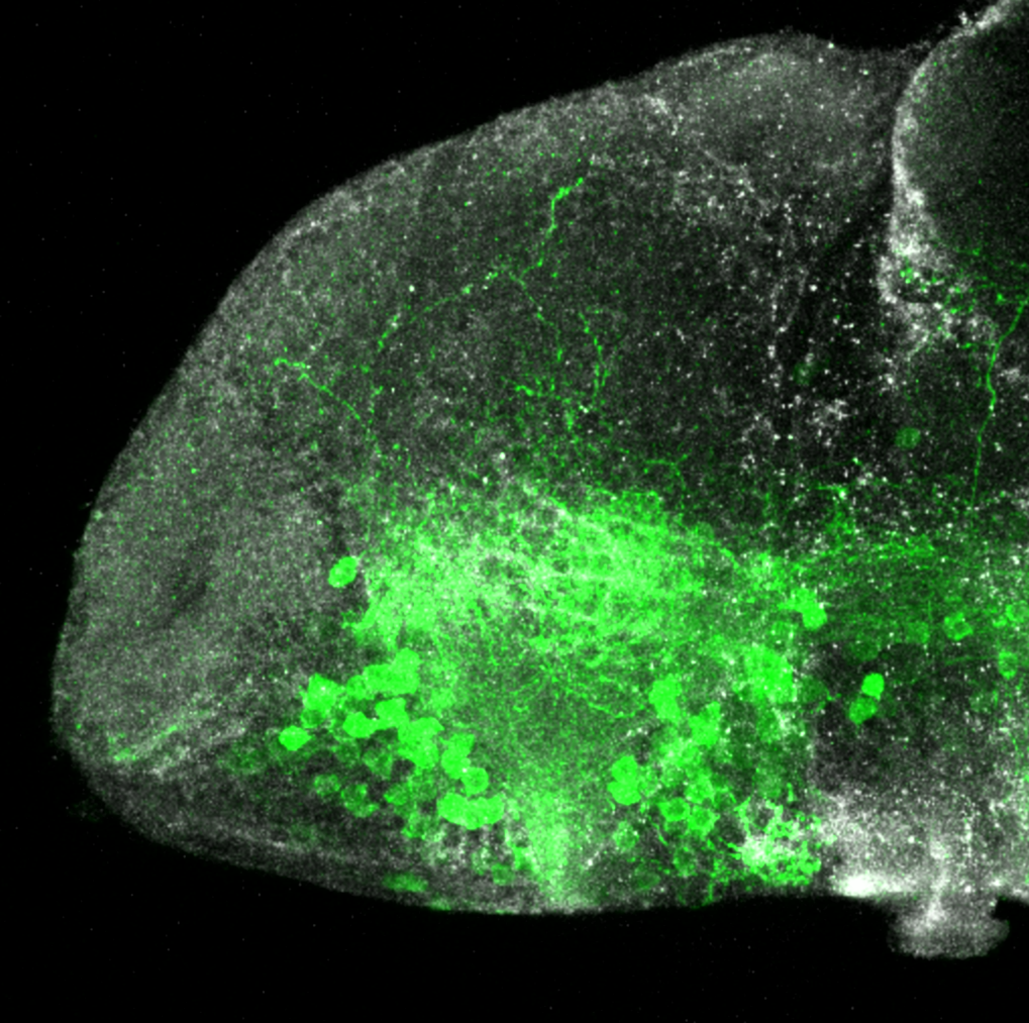 isl1:GFP 7dpf lateral forebrain with ZO1(grey)