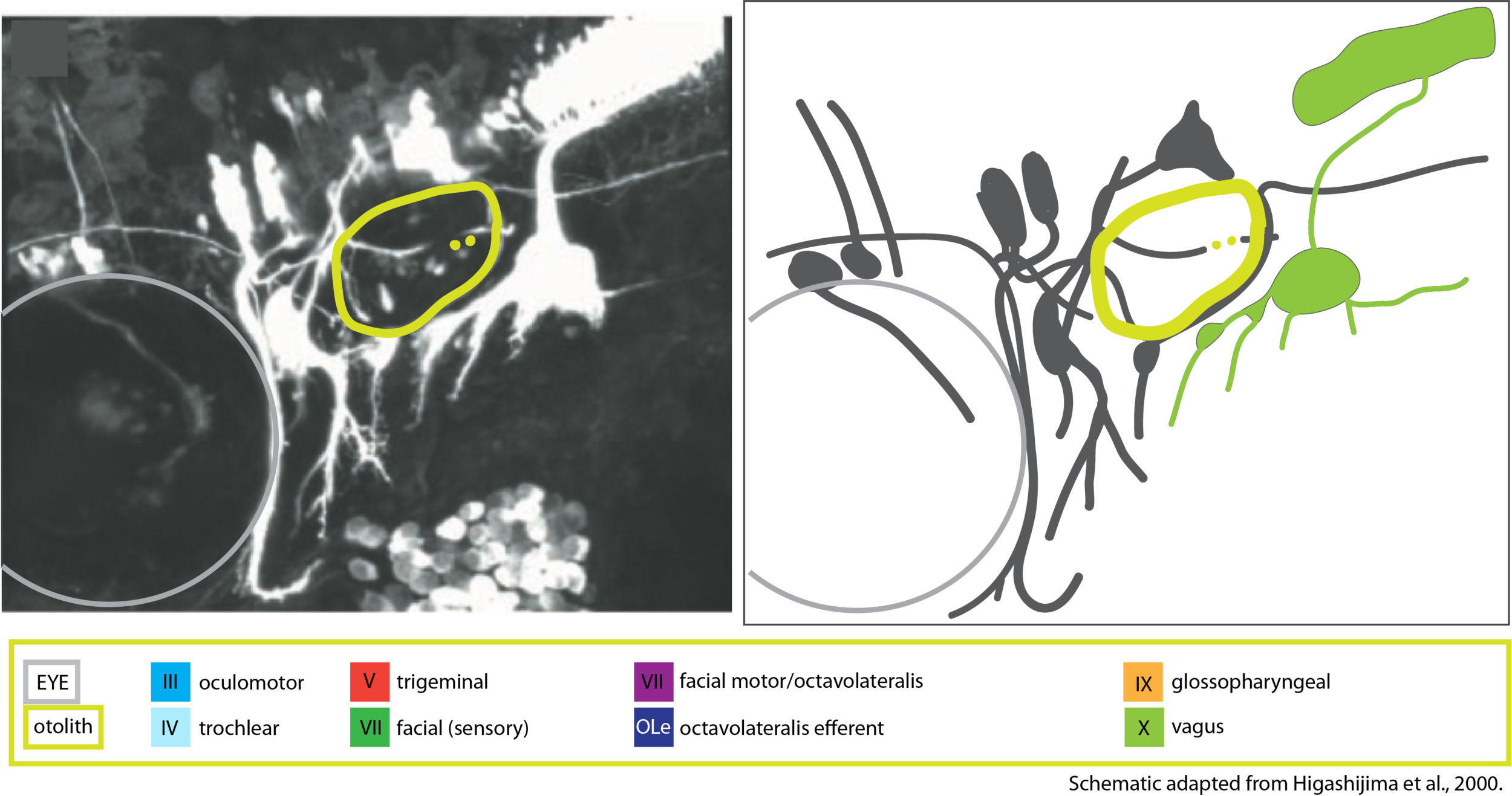 Lateral schematic of vagal lobe and sensory ganglia adapted from Higashijima et al., 2000.