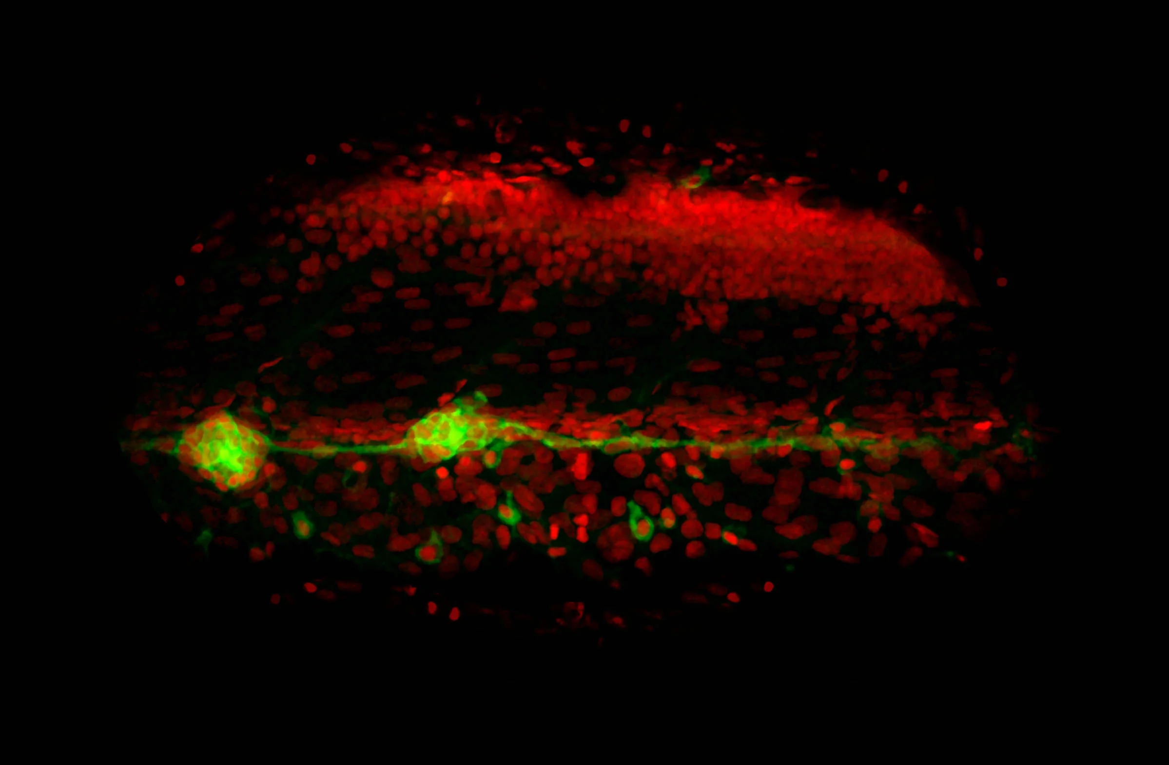 Image by Leo Valdivia . The primordium of the posterior lateral line deposits neuromasts as it grows along the trunk to the tail. This image is of a 55hpf Tg(-8.0cldnb:lynEGFP)zf106 transgenic larvae. Nuclei are counterstained with propidium iodide.