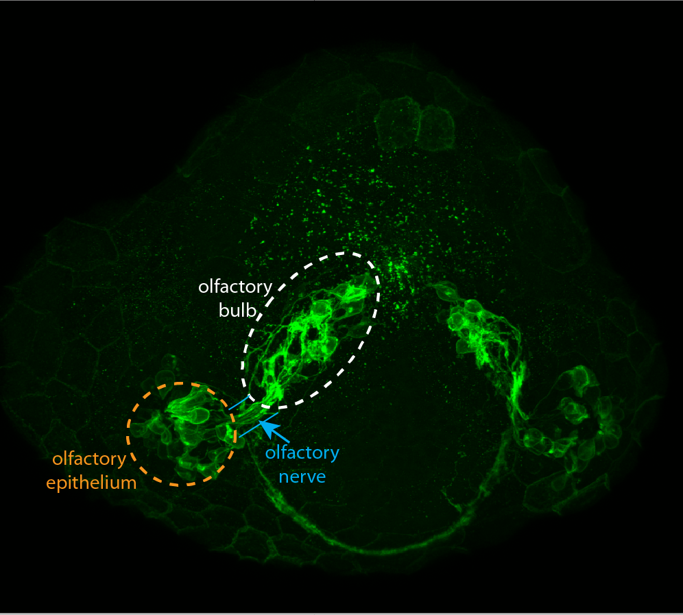 Frontal view of a Tg(-10lhx2a:GAP-EYFP) embryo. This transgenic line labels the olfactory epithelium(the nose) and the olfactory nerve. Olfactory sensory nerve (OSNs) axons innervate the olfactory bulb where they connect with mitral cells at structures called glomeruli. This transgenic line also labels some mitral cells in the olfactory bulb that send projections to Dp (the olfactory area of the pallium and also to the right habenula.