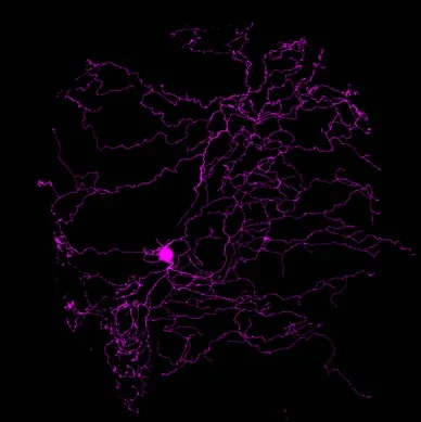 Mosaic labelling with UAS:TdTomato of a single trigeminal sensory neuron whose elaborate peripheral axon extends over the surface of the head just under the skin.