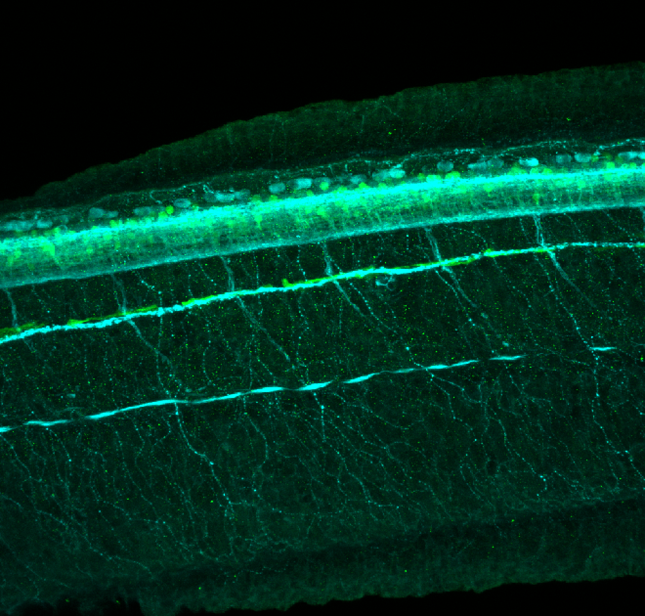 Tg(slc6a5:GFP) lateral 48hpf with tubulin(cyan)
