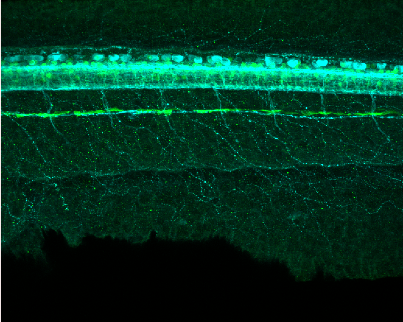 Tg(slc6a5:GFP) lateral 48hpf with tubulin(cyan)