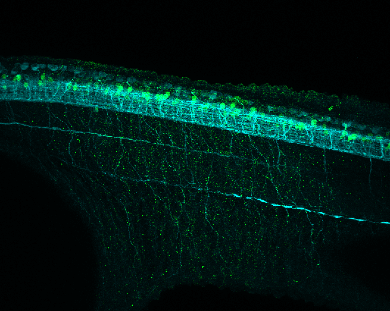 Tg(slc6a5:GFP) lateral 30hpf with tubulin(cyan)