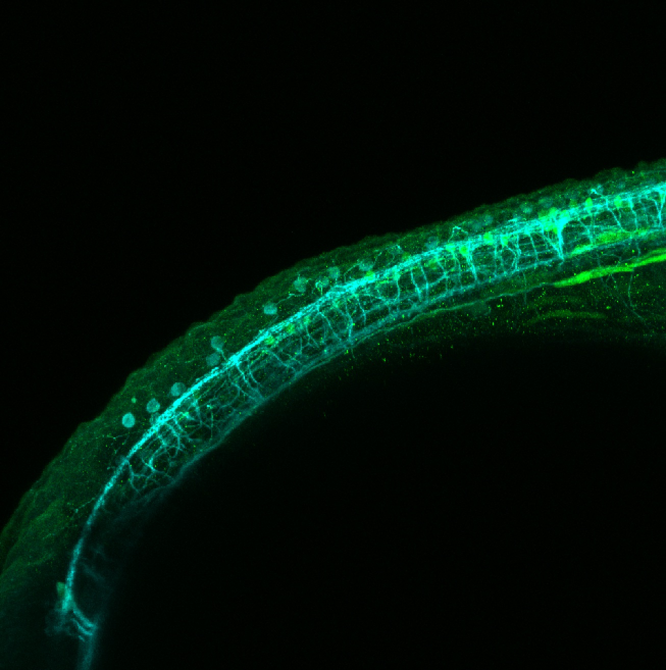 Tg(slc6a5:GFP) lateral 30hpf with tubulin(cyan)