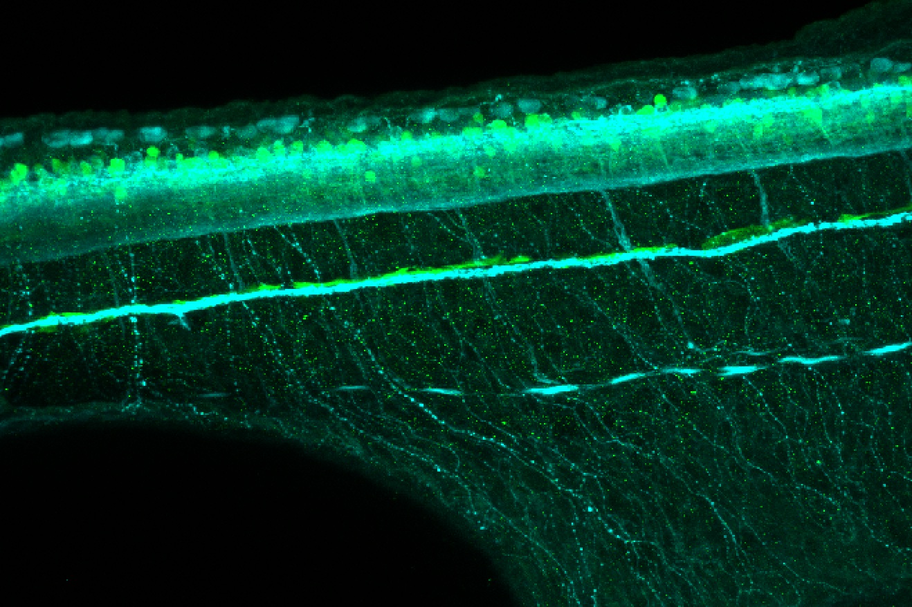 Tg(slc6a5:GFP) lateral 48hpf with tubulin(cyan)