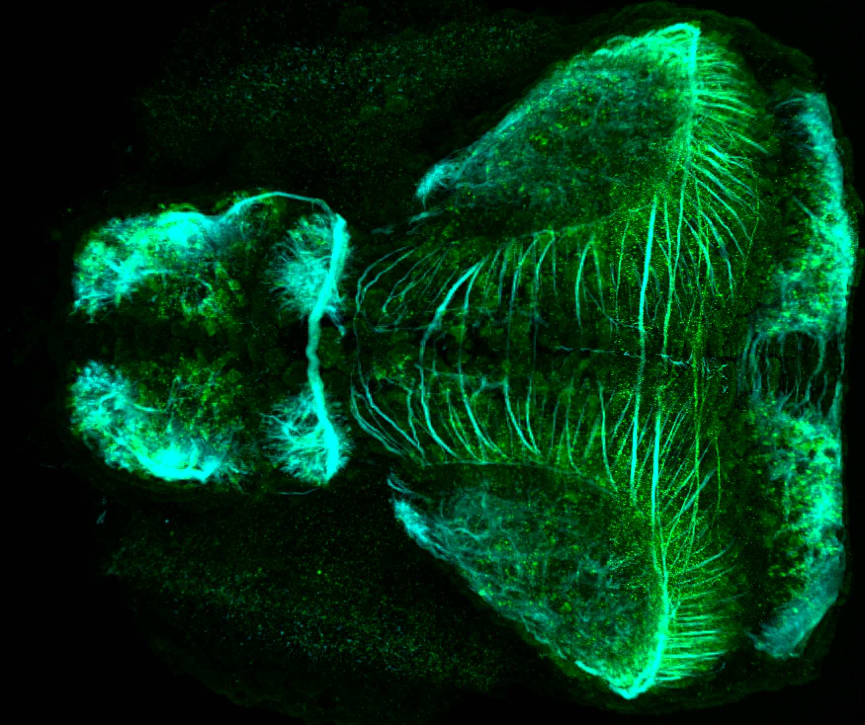 gSAIZGFFD812A dorsal view 4dpf