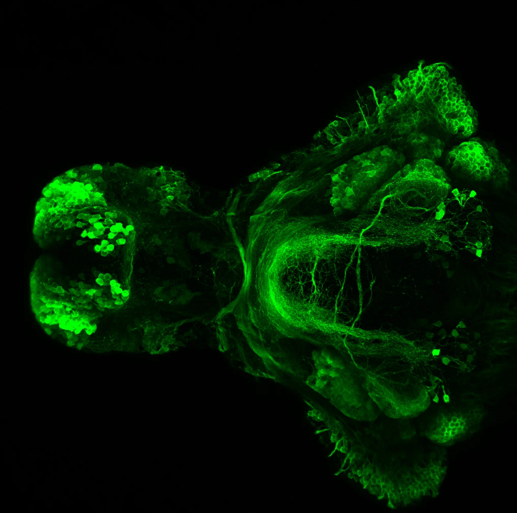 SAGFF(LF)223A ventral view 4dpf
