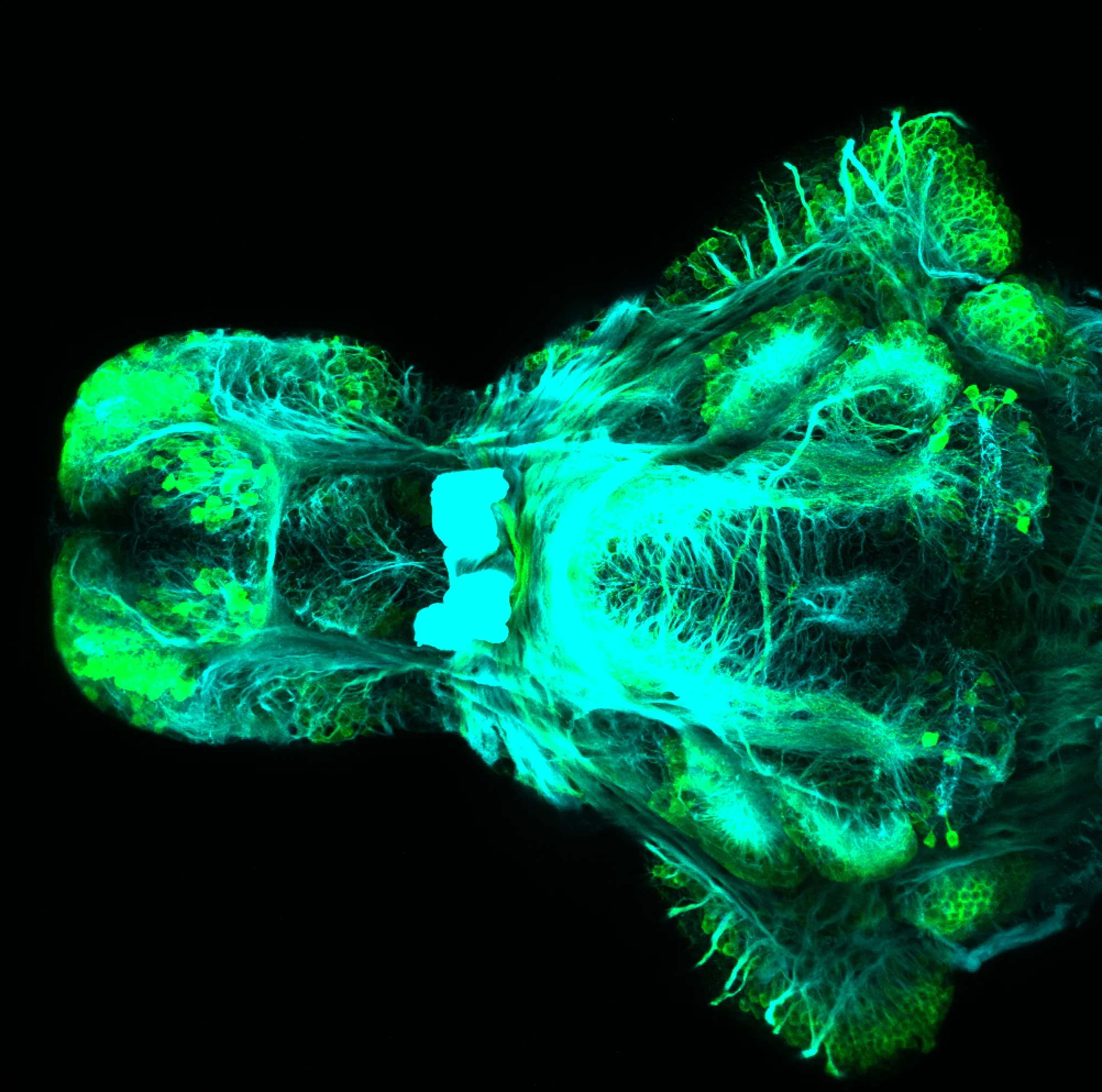 SAGFF(LF)223A ventral view 4dpf