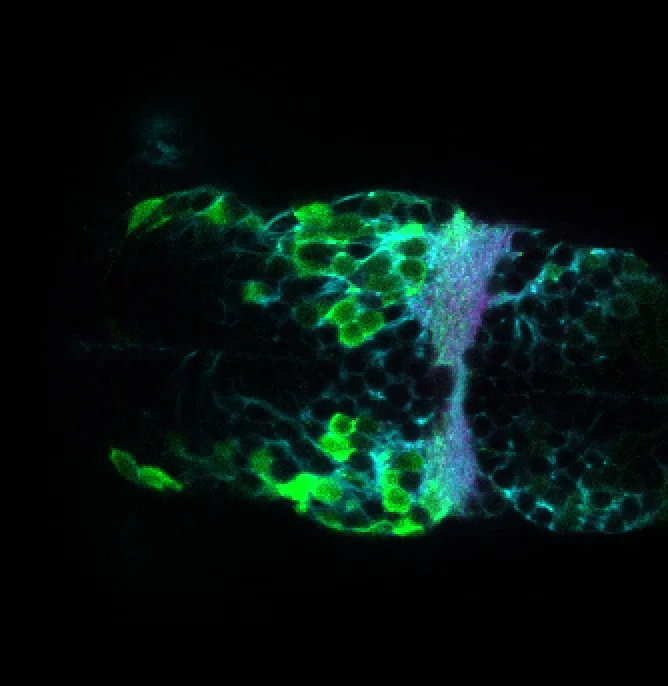 SAGFF(LF)223A ventral view 4dpf