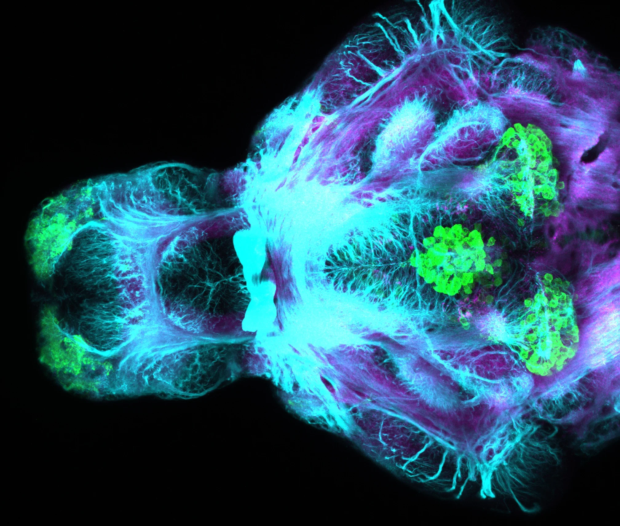 gSA2AZGFF 398A ventral 4dpf
