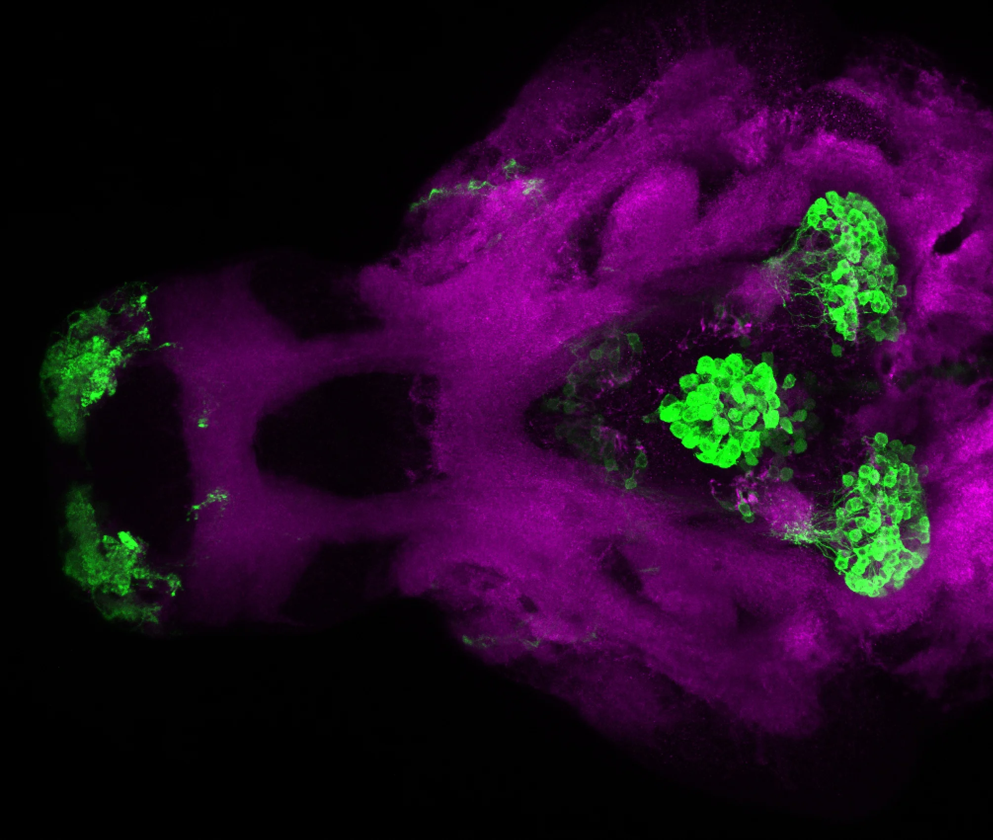 gSA2AZGFF 398A ventral 4dpf