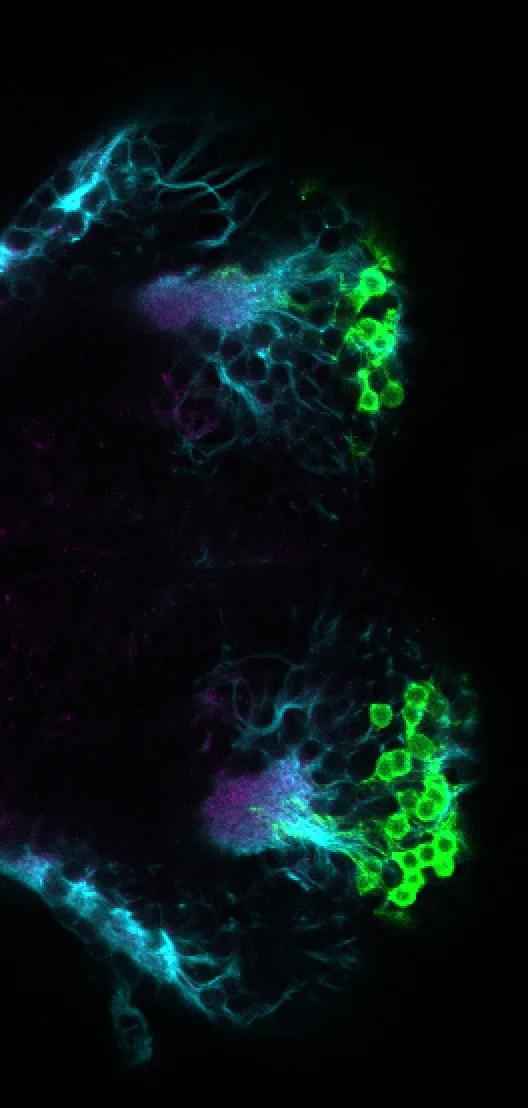 gSA2AZGFF 398A ventral 4dpf