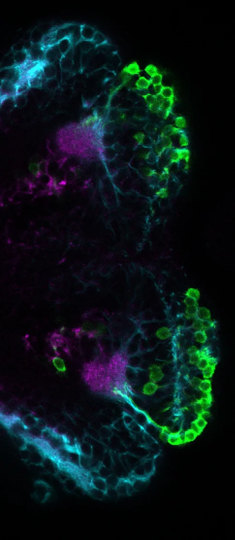 gSA2AZGFF 398A ventral 4dpf