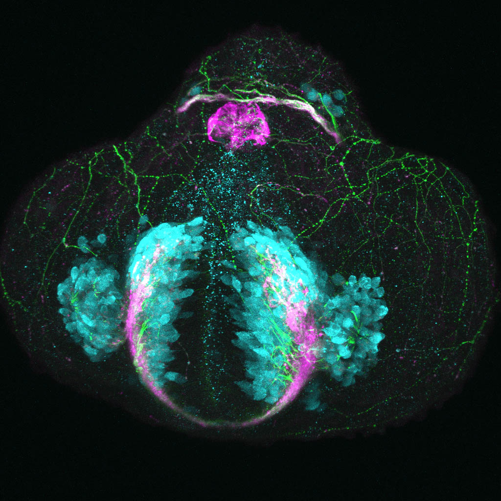 Tg(slc17a6b:DsRed), tubulin and SV2 24hpf frontal