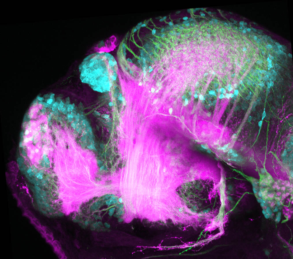 Tg(slc17a6b:DsRed), tubulin and SV2 48hpf Lateral