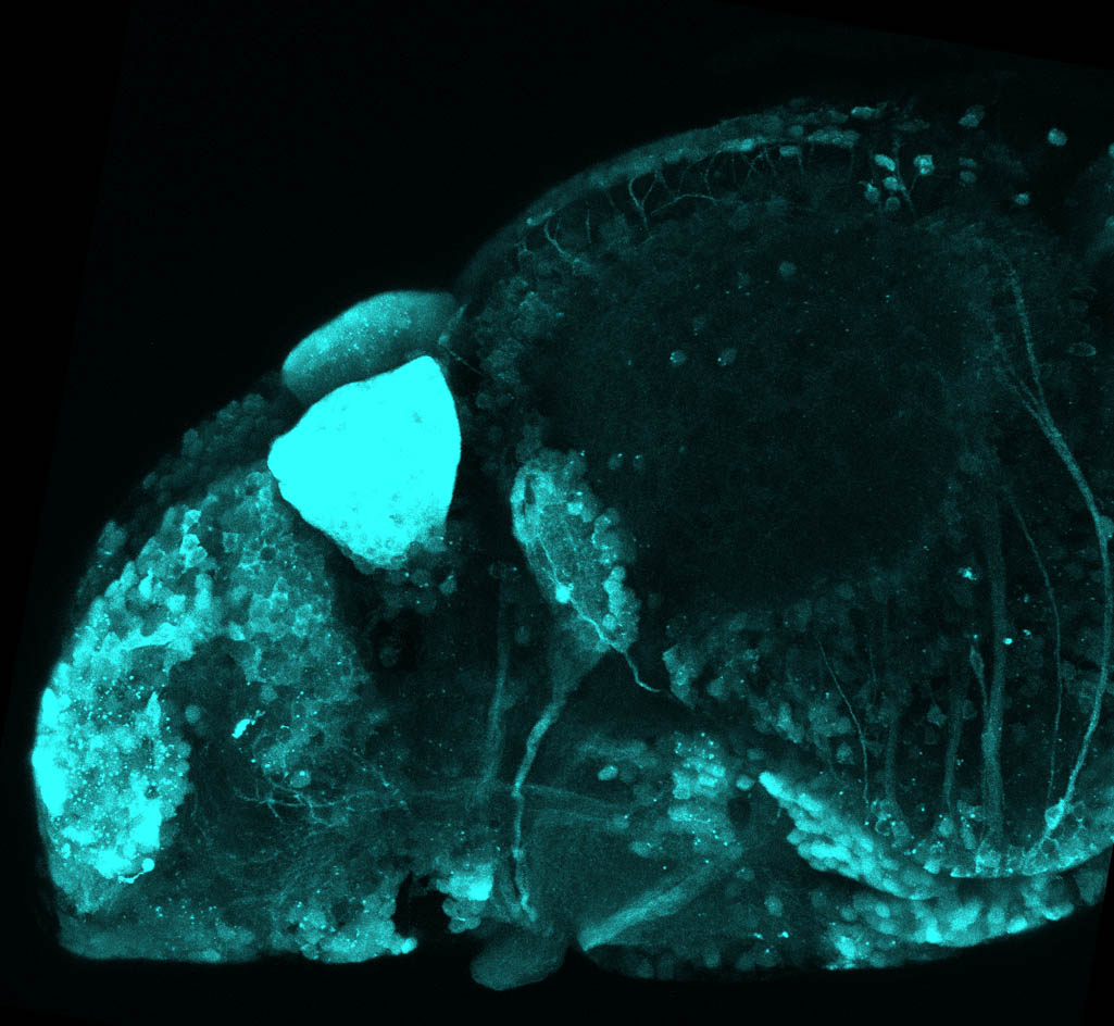 Tg(slc17a6b:DsRed) 4dpf Lateral