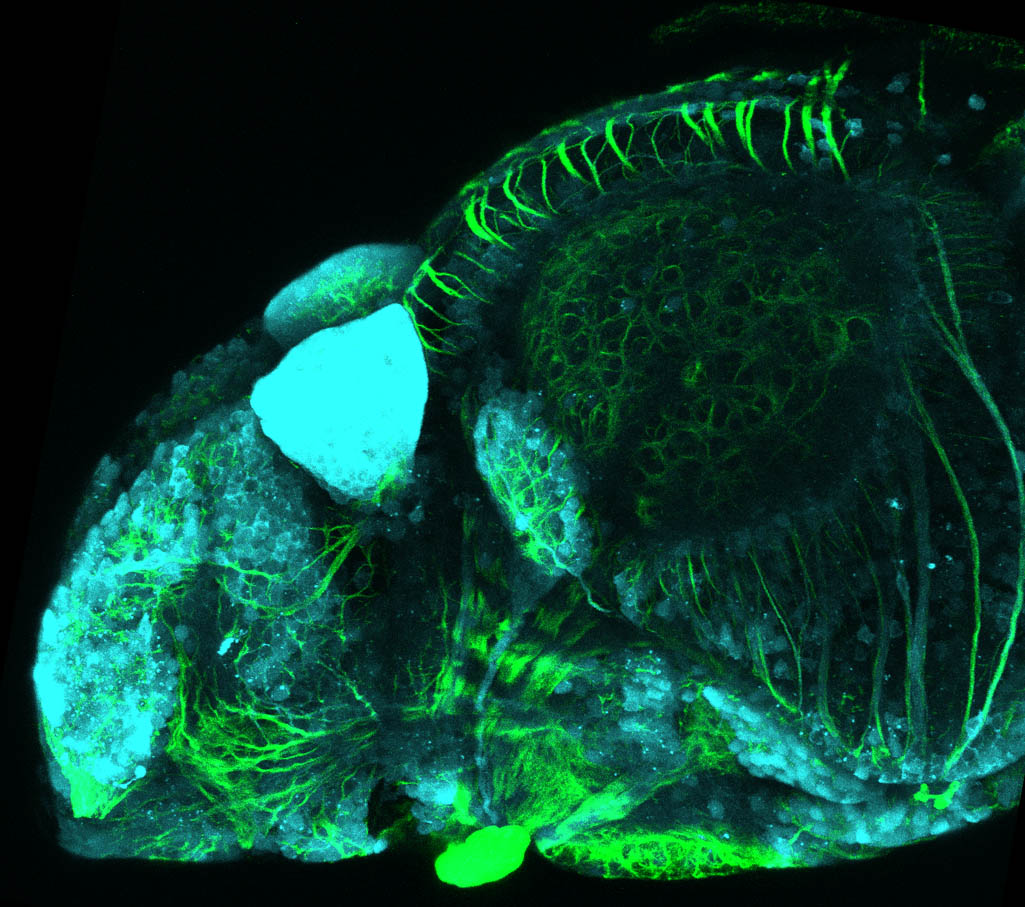 Tg(slc17a6b:DsRed), tubulin  4dpf Lateral