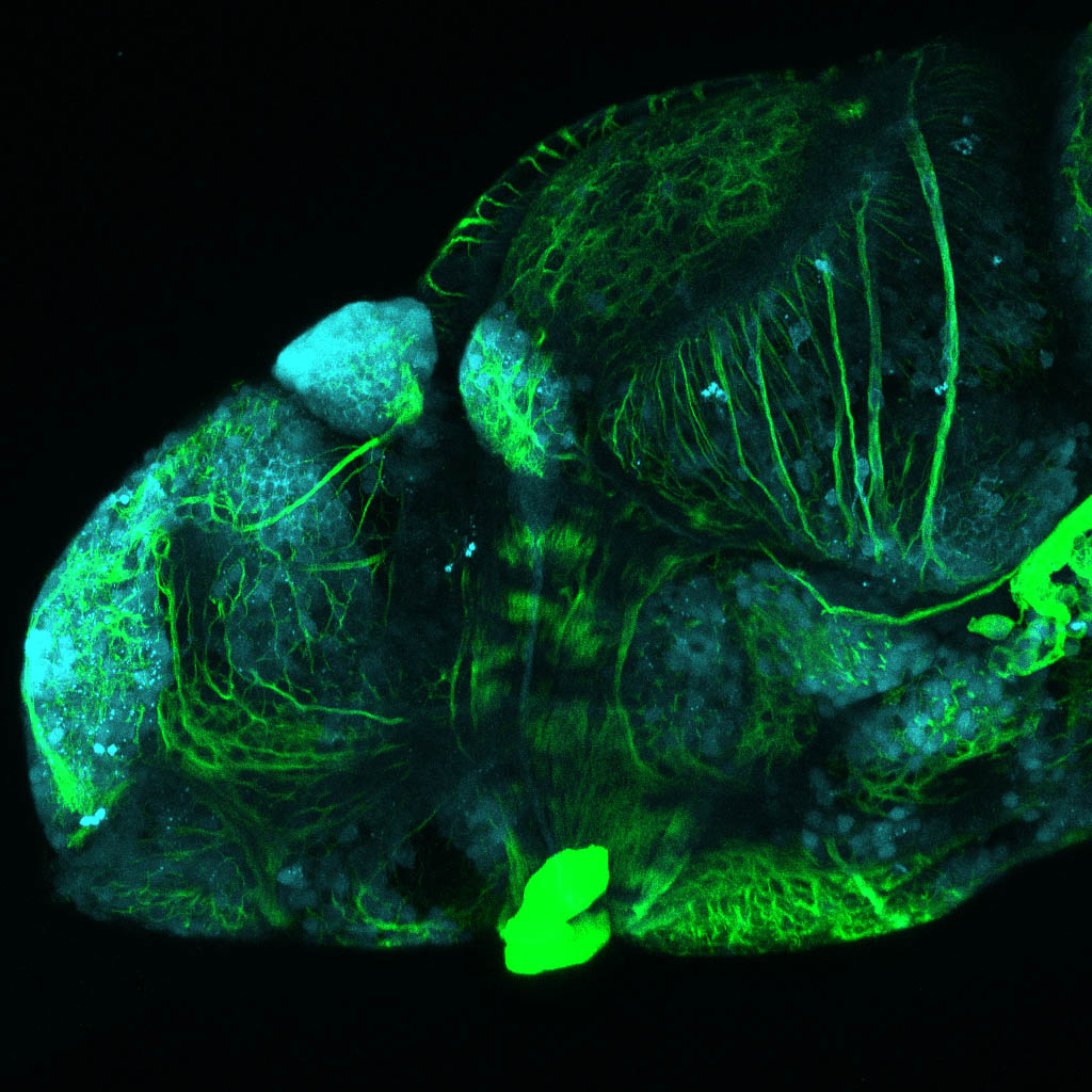 Tg(slc17a6b:DsRed) and tubulin  4dpf Lateral