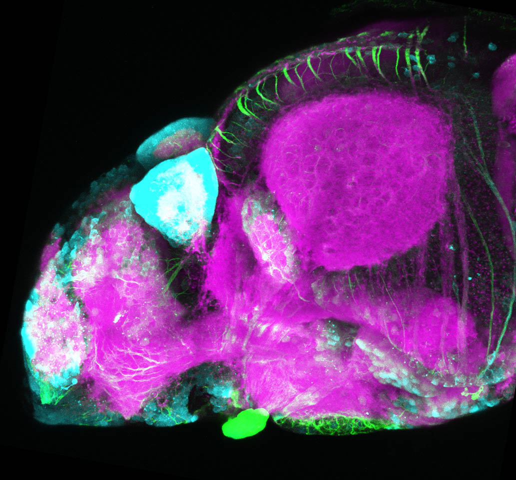 Tg(slc17a6b:DsRed), tubulin and SV2 4dpf Lateral