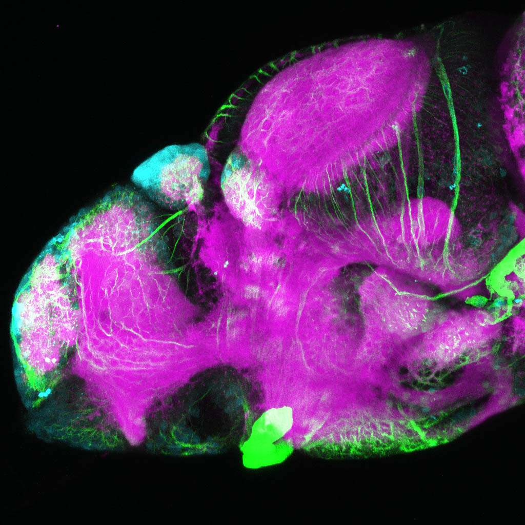 Tg(slc17a6b:DsRed), tubulin and SV2 4dpf Lateral