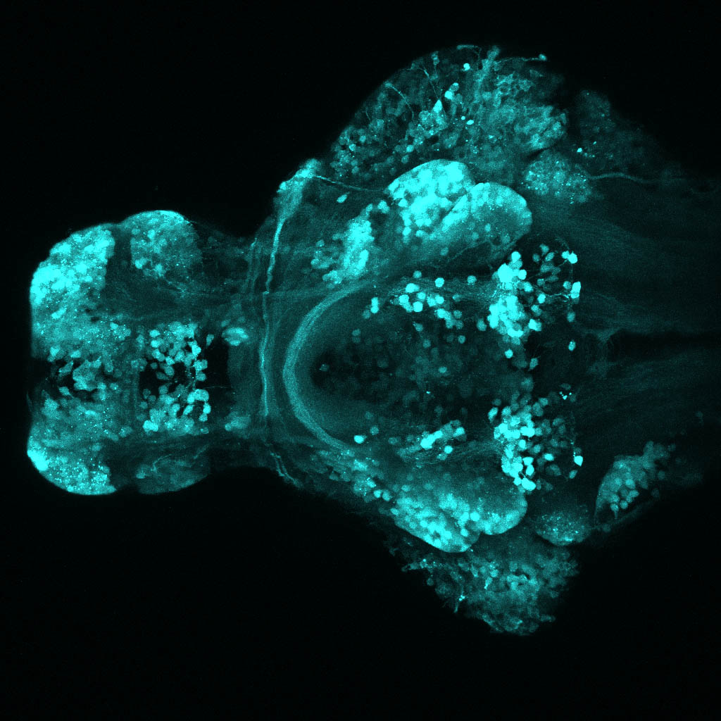 Tg(slc17a6b:DsRed), tubulin and SV2 4dpf Ventral