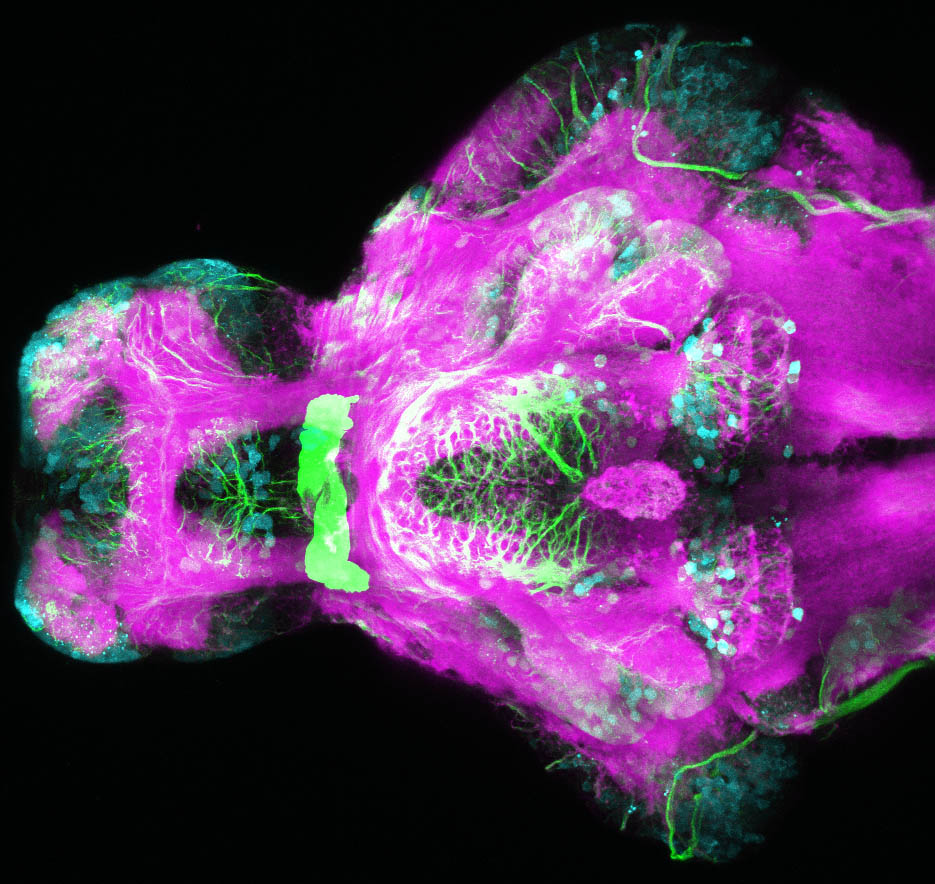 Tg(slc17a6b:DsRed), tubulin and SV2 4dpf Ventral