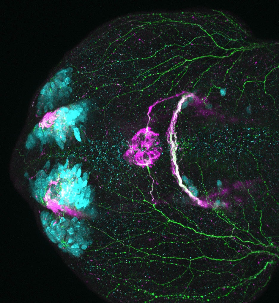 Tg(slc17a6b:DsRed), tubulin and SV2 hpf dorsal