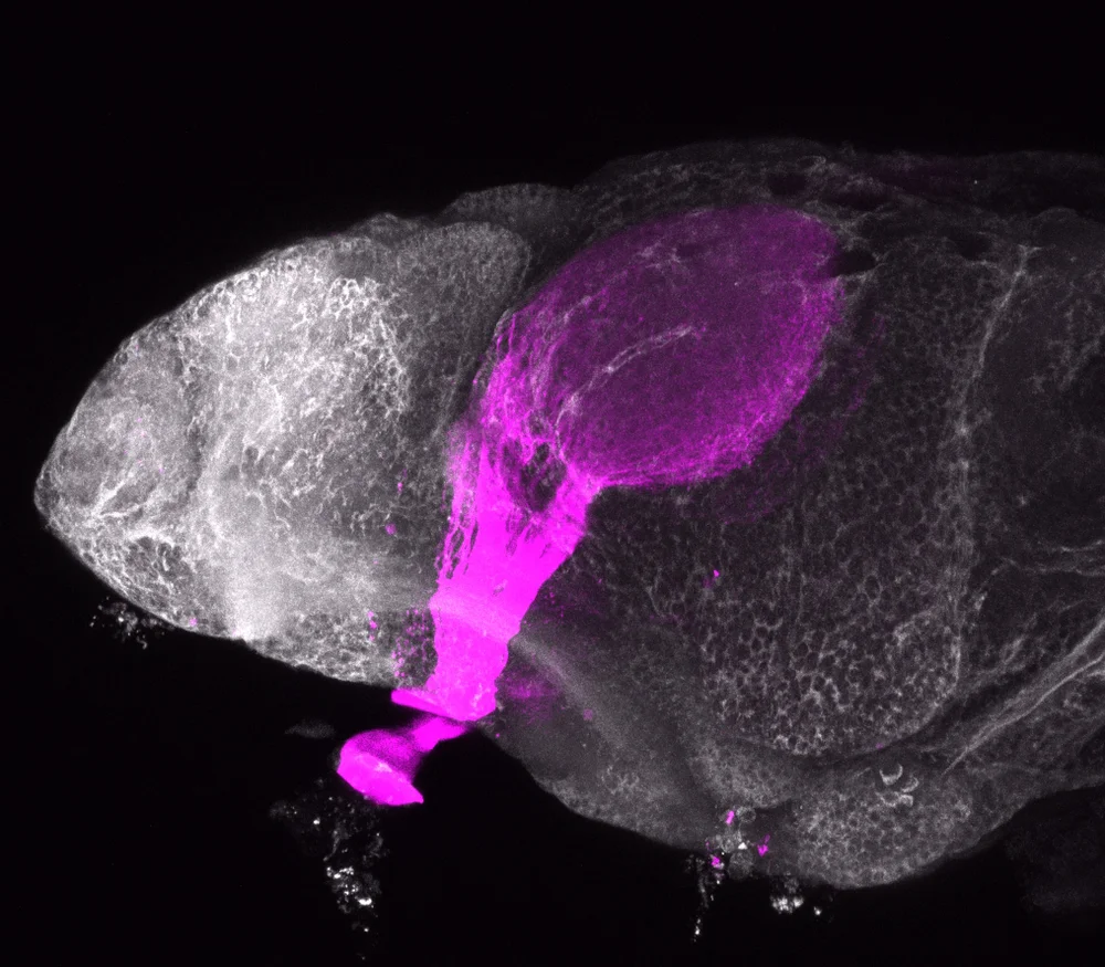 Transgenic lines — Zebrafish UCL