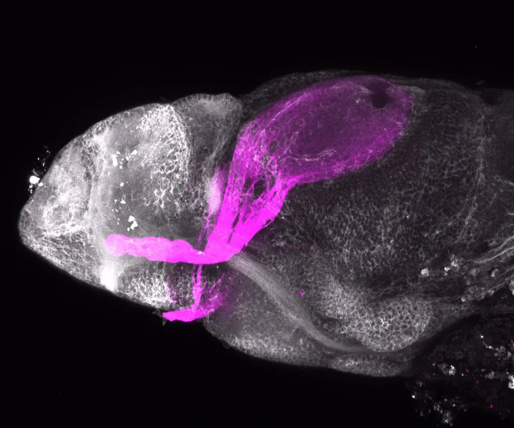 Transgenic lines — Zebrafish UCL