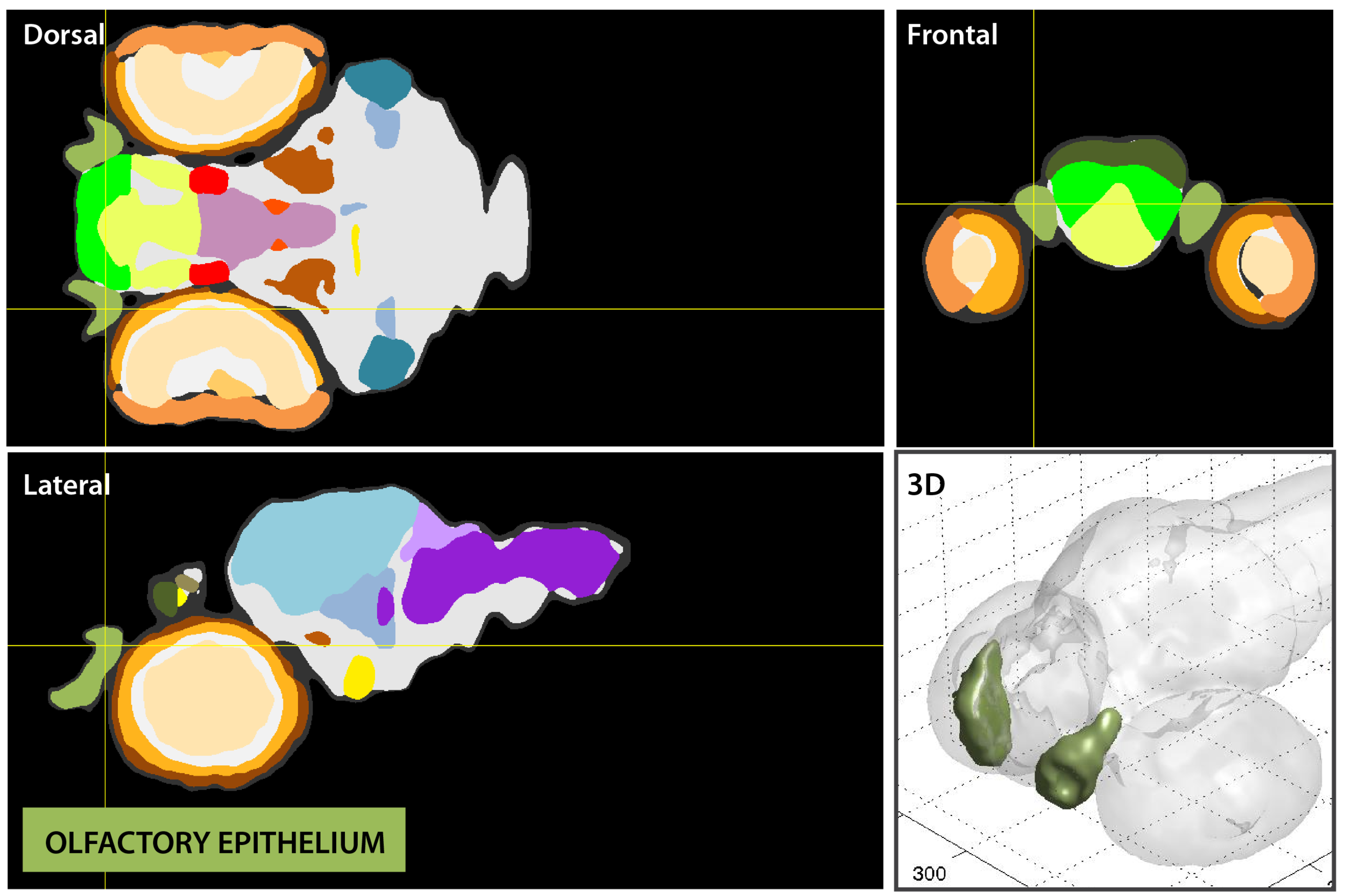 Anatomical segmentation of 3 day old zebrafish larval brain by Thomas Müller, Olaf Ronneberger, Wolfgang Driever and colleagues. For details see Ronneberger et al., Nat. Meth. 2012 and http://vibez.informatik.uni-freiburg.de