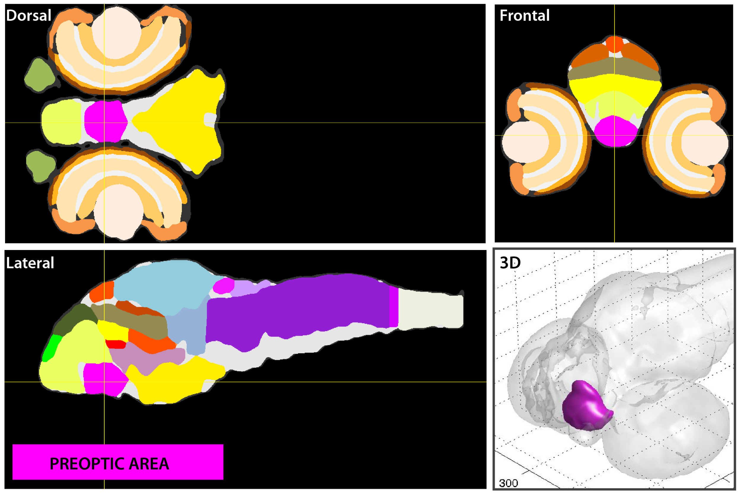 Anatomical segmentation of 3 day old zebrafish larval brain by Thomas Müller, Olaf Ronneberger, Wolfgang Driever and colleagues. For details see Ronneberger et al., Nat. Meth. 2012 and http://vibez.informatik.uni-freiburg.de
