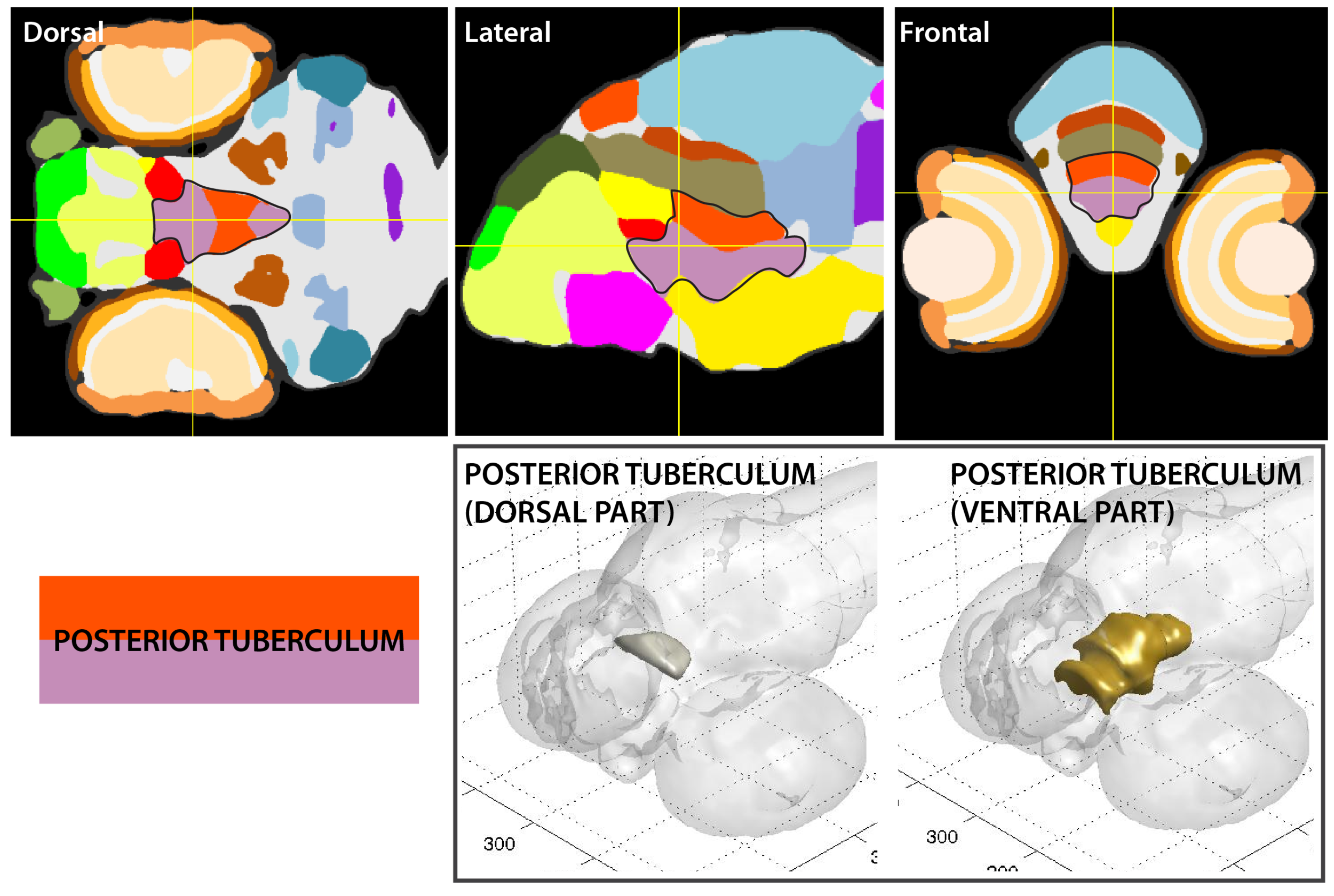 Anatomical segmentation of 3 day old zebrafish larval brain by Thomas Müller, Olaf Ronneberger, Wolfgang Driever and colleagues. For details see Ronneberger et al., Nat. Meth. 2012 and http://vibez.informatik.uni-freiburg.de