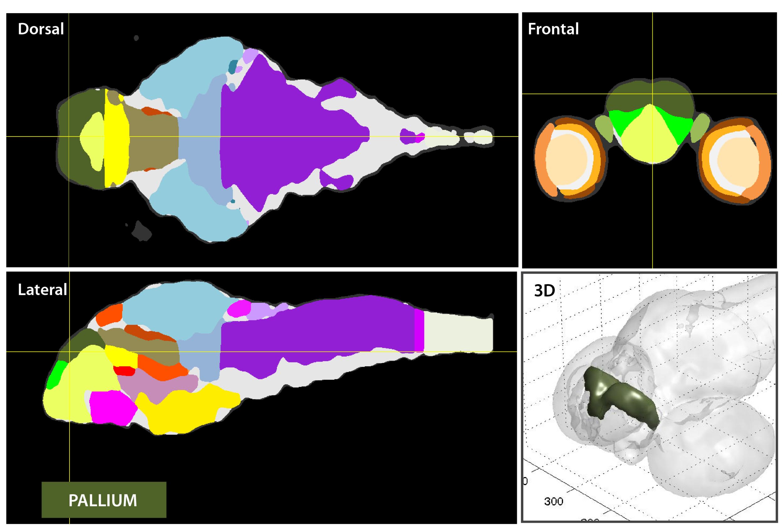 Anatomical segmentation of 3 day old zebrafish larval brain by Thomas Müller, Olaf Ronneberger, Wolfgang Driever and colleagues. For details see Ronneberger et al., Nat. Meth. 2012 and http://vibez.informatik.uni-freiburg.de