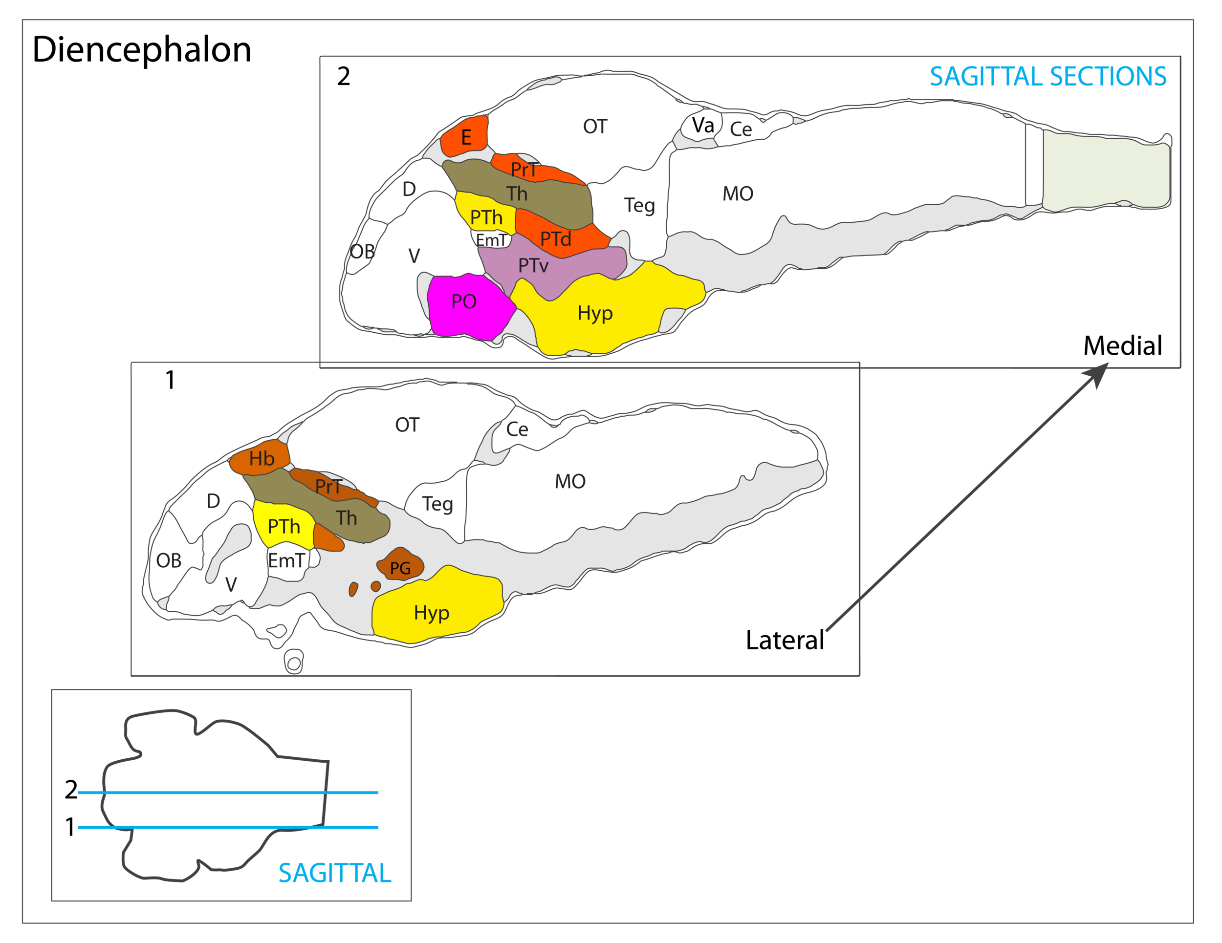 diencephalon vibez schema-46.png