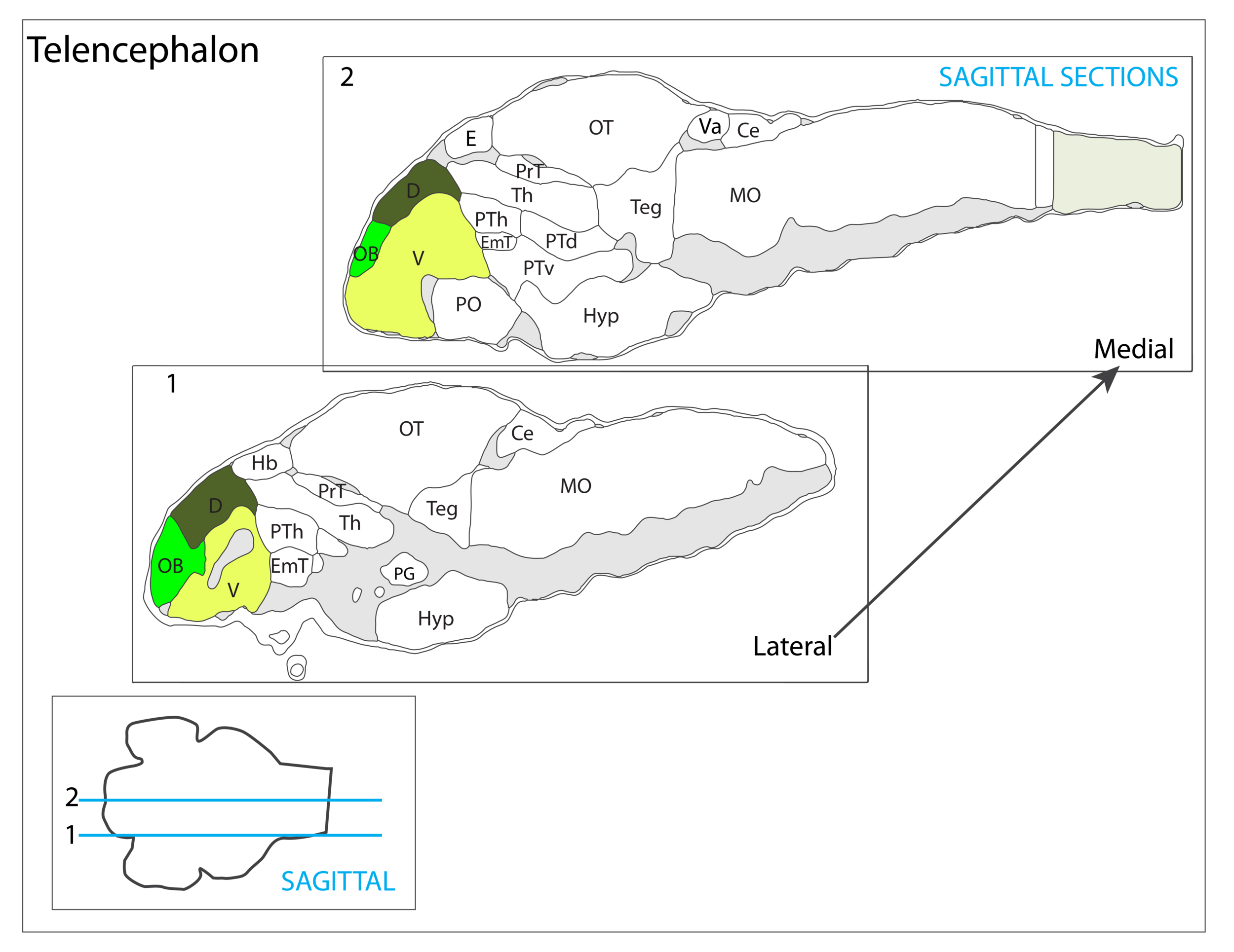 telencephalon vibez schema-47.png