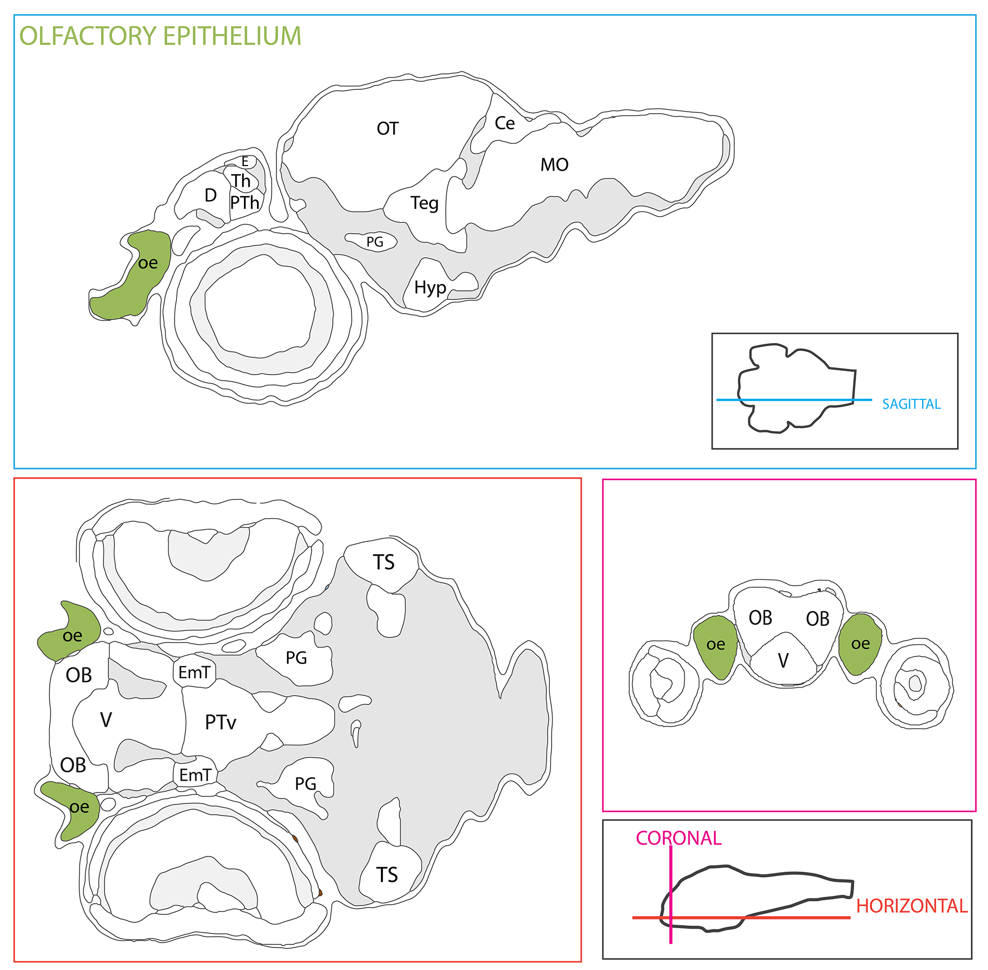 Schematic showing the position of the olfactory epithelium in sagittal, horizontal and coronal sections through the zebrafish brain. Based on the anatomical segmentation of 3 day old zebrafish larval brain by Thomas Müller, Olaf Ronneberger, Wolfgang Driever and colleagues. For details see Ronneberger et al., Nat. Meth. 2012 and http://vibez.informatik.uni-freiburg.de Abbreviations: Ce, cerebellar plate; D, dorsal telencephalon/pallium; E, epiphysis; EmT, eminentia thalami; Hb, habenula; Hyp, hypothalamus; MO, medulla oblongata; OB, olfactory bulb; OT, optic tectum; PG, preglomerular complex; PO, preoptic area;PrT, pretectum; PTd, posterior tuberculum dorsal part; PTh, prethalamus; PTv posterior tuberculum ventral part; Teg, tegmentum; Th, thalamus; TS, torus semicircularis; V, ventral telencephalon/subpallium; Va, valvula cerebelli.