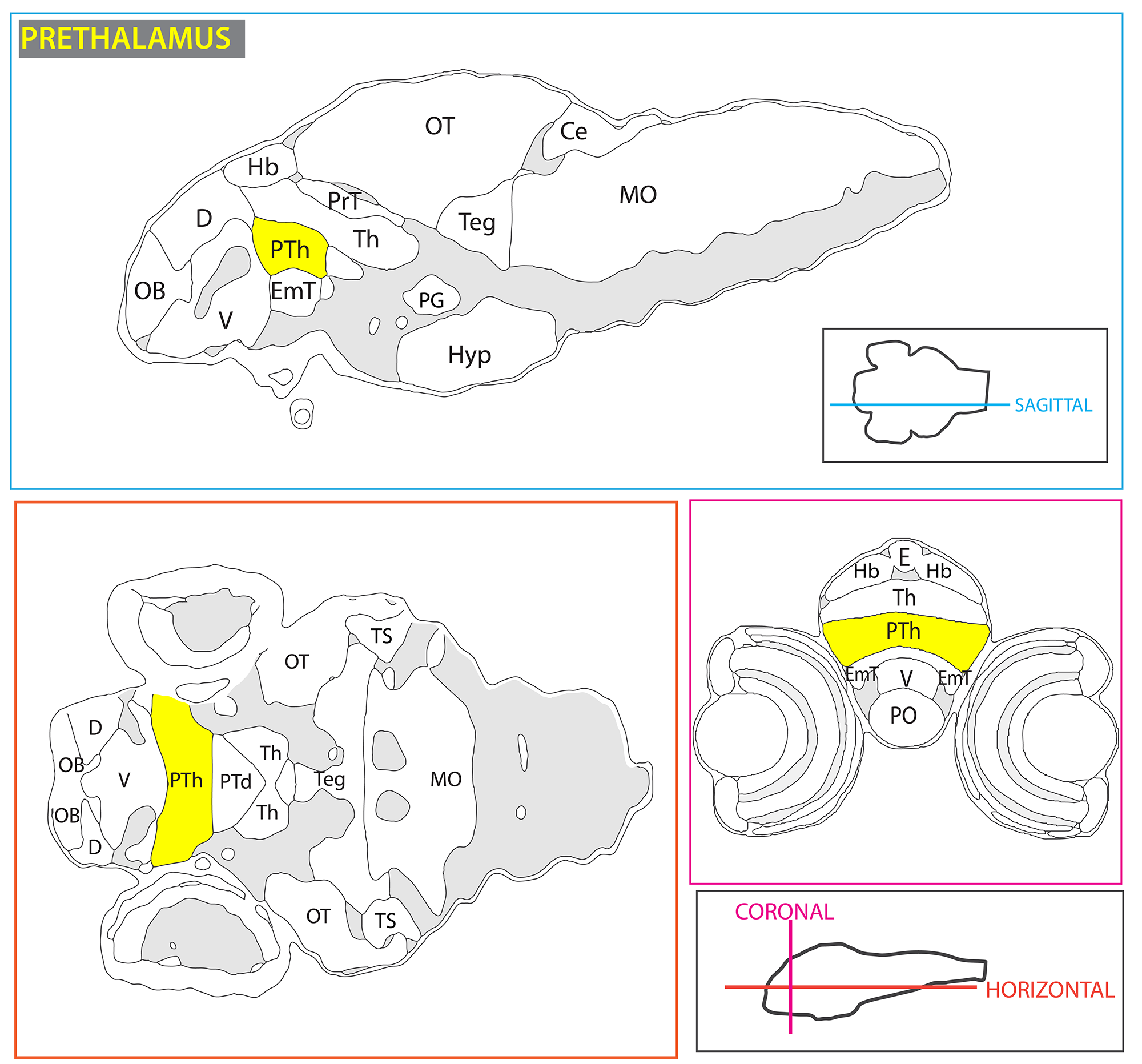 Schematic showing the position of the prethalamus in sagittal, horizontal and coronal sections through the zebrafish brain. Based on the anatomical segmentation of 3 day old zebrafish larval brain by Thomas Müller, Olaf Ronneberger, Wolfgang Driever and colleagues. For details see Ronneberger et al., Nat. Meth. 2012 and http://vibez.informatik.uni-freiburg.de Abbreviations: Ce, cerebellar plate; D, dorsal telencephalon/pallium; E, epiphysis; EmT, eminentia thalami; Hb, habenula; Hyp, hypothalamus; MO, medulla oblongata; OB, olfactory bulb; OT, optic tectum; PG, preglomerular complex; PO, preoptic area;PrT, pretectum; PTd, posterior tuberculum dorsal part; PTh, prethalamus; PTv posterior tuberculum ventral part; Teg, tegmentum; Th, thalamus; TS, torus semicircularis; V, ventral telencephalon/subpallium; Va, valvula cerebelli.