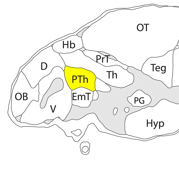 prethalamus