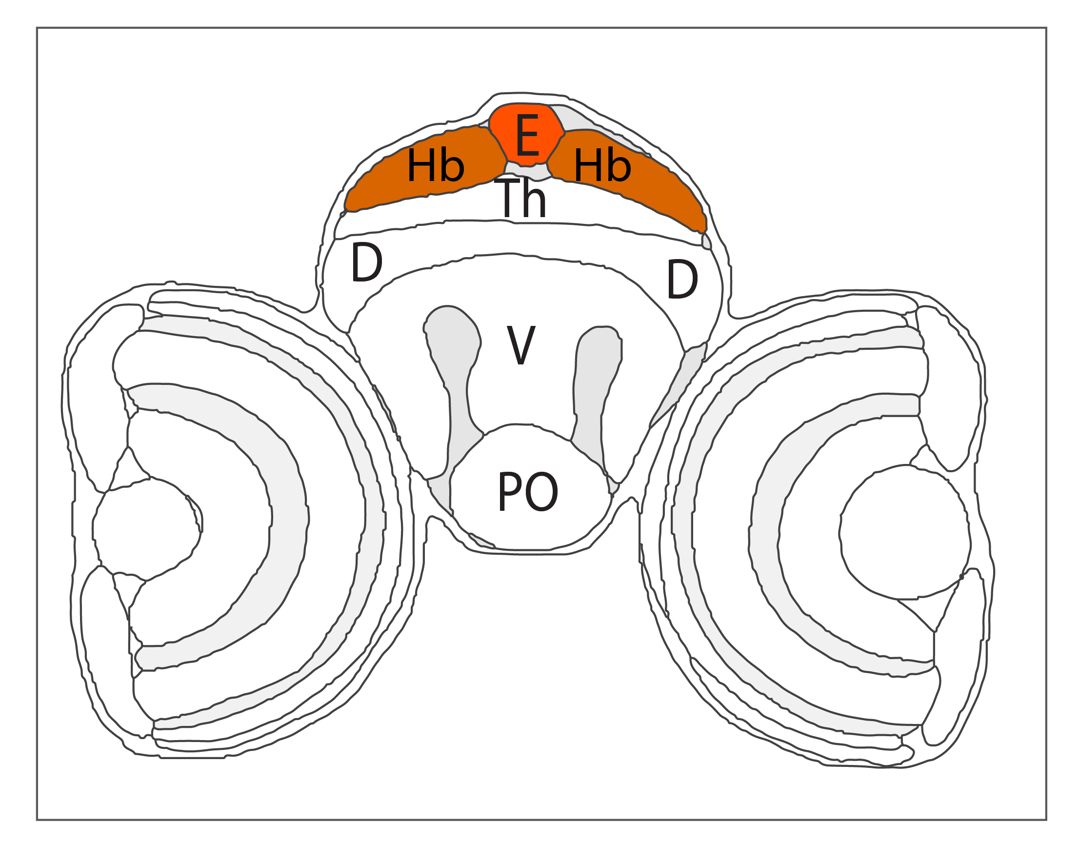 Schematic showing the position of the epitahlmus in a coronal section through the zebrafish brain. Based on the anatomical segmentation of 3 day old zebrafish larval brain by Thomas Müller, Olaf Ronneberger, Wolfgang Driever and colleagues. For details see Ronneberger et al., Nat. Meth. 2012 and http://vibez.informatik.uni-freiburg.de Abbreviations: Ce, cerebellar plate; D, dorsal telencephalon/pallium; E, epiphysis; EmT, eminentia thalami; Hb, habenula; Hyp, hypothalamus; MO, medulla oblongata; OB, olfactory bulb; OT, optic tectum; PG, preglomerular complex; PO, preoptic area;PrT, pretectum; PTd, posterior tuberculum dorsal part; PTh, prethalamus; PTv posterior tuberculum ventral part; Teg, tegmentum; Th, thalamus; TS, torus semicircularis; V, ventral telencephalon/subpallium; Va, valvula cerebelli.