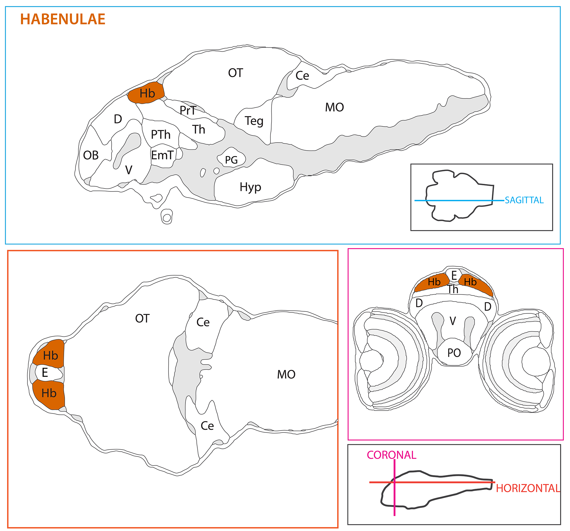 Schematic showing the position of the habenulae in sagittal, horizontal and coronal sections through the zebrafish brain. Based on the anatomical segmentation of 3 day old zebrafish larval brain by Thomas Müller, Olaf Ronneberger, Wolfgang Driever and colleagues. For details see Ronneberger et al., Nat. Meth. 2012 and http://vibez.informatik.uni-freiburg.de Abbreviations: Ce, cerebellar plate; D, dorsal telencephalon/pallium; E, epiphysis; EmT, eminentia thalami; Hb, habenula; Hyp, hypothalamus; MO, medulla oblongata; OB, olfactory bulb; OT, optic tectum; PG, preglomerular complex; PO, preoptic area;PrT, pretectum; PTd, posterior tuberculum dorsal part; PTh, prethalamus; PTv posterior tuberculum ventral part; Teg, tegmentum; Th, thalamus; TS, torus semicircularis; V, ventral telencephalon/subpallium; Va, valvula cerebelli.